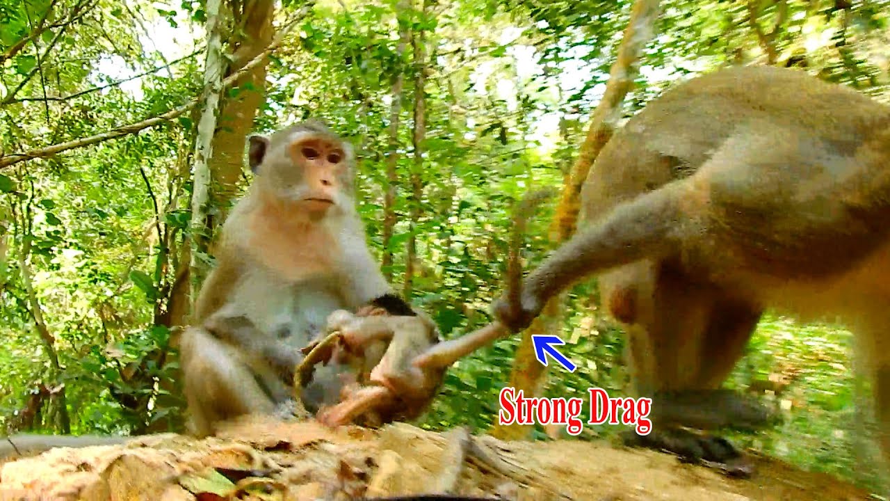 Why daddy drag his baby out of milk like this?