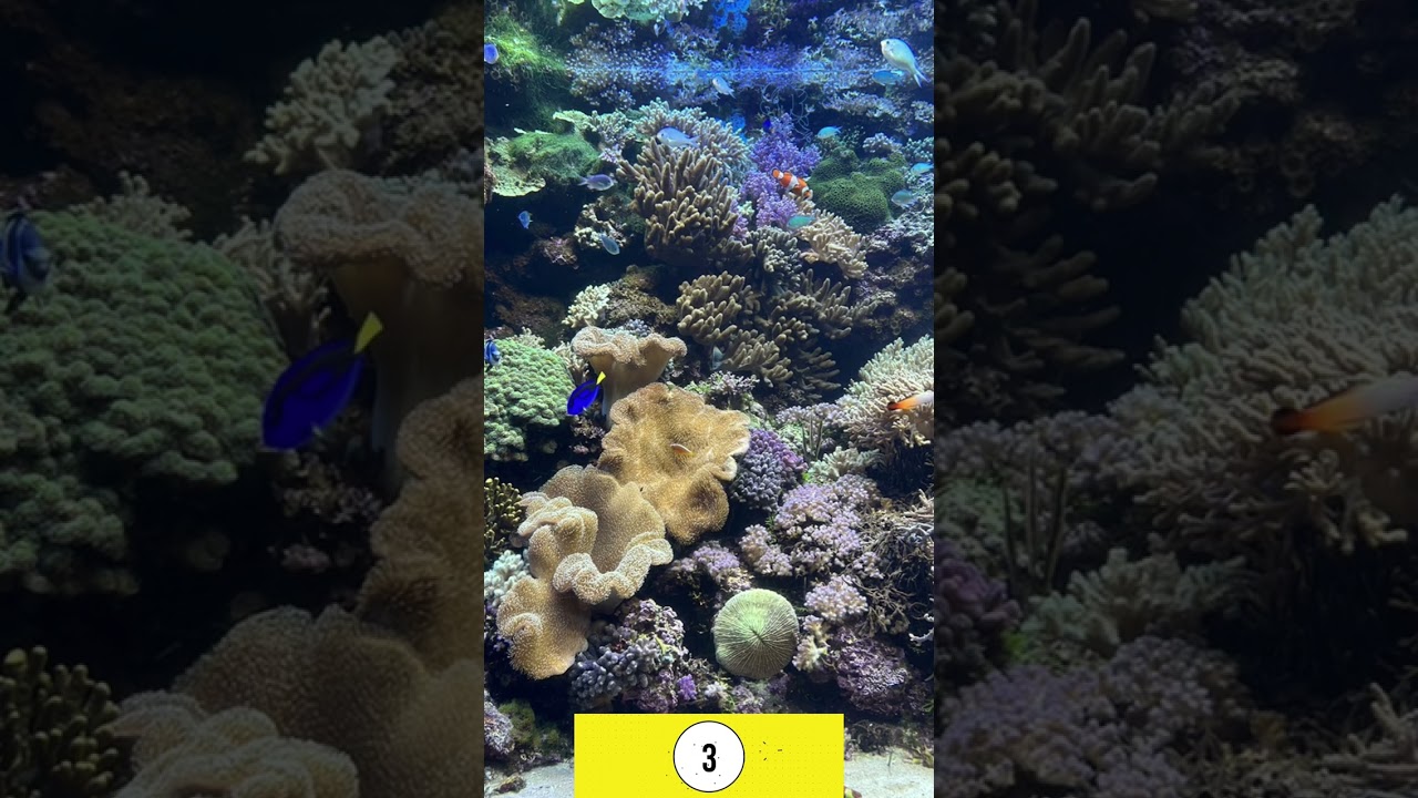 ハムマンを５秒で探せ！#アズールレーン #アズレン