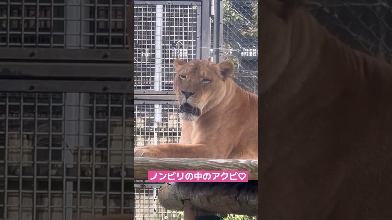 9/28 トモちゃんの咆哮などの未公開動画♡