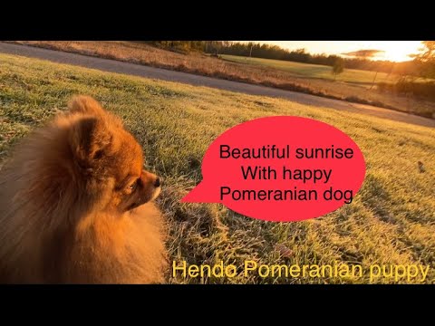 Funny Pomeranian dog 🤣 This wil make your day perfect