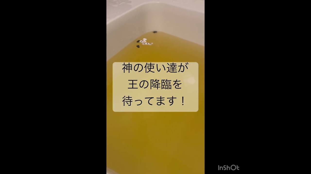 古代エジプト神話バスボール（最終回）☜ネダバレ　黒メジェド様降臨　とーとつにエジプト神