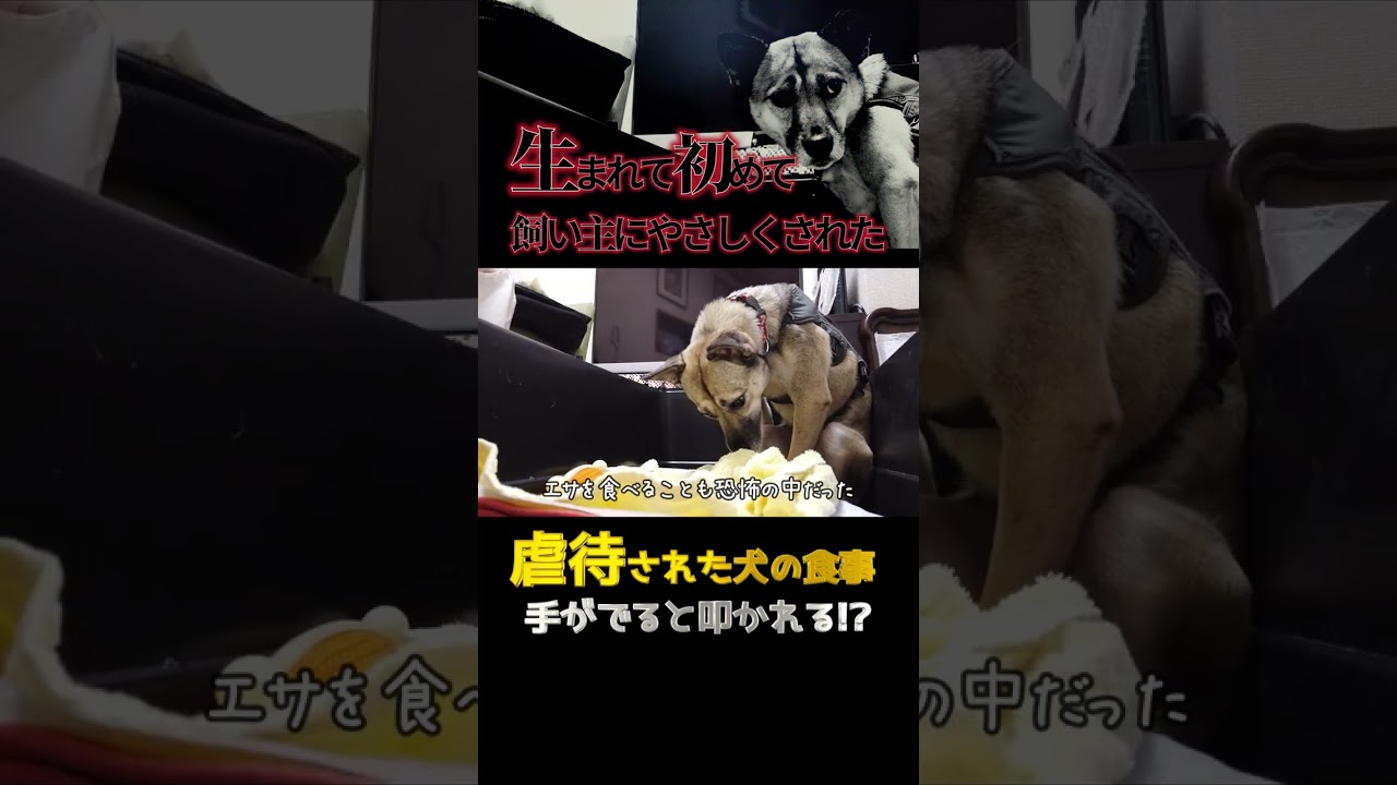 【感動】生まれて初めて飼い主に優しくされた虐待されてきた犬の食事#shorts