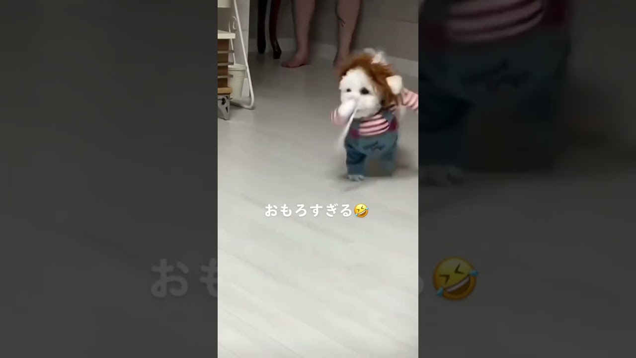 🤣🤣🤣 #Shorts #おすすめ #犬