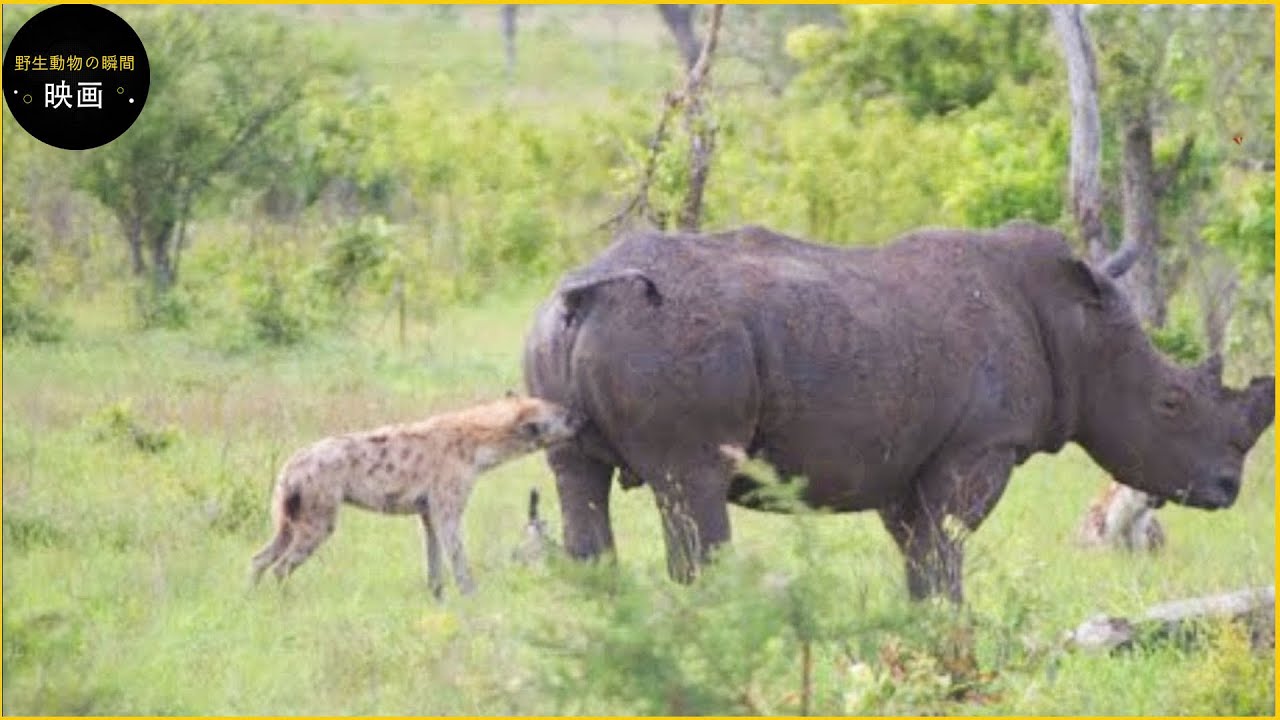 ハイエナが間違った動物に手を出した30回 | 挑む相手を間違えた動物たち