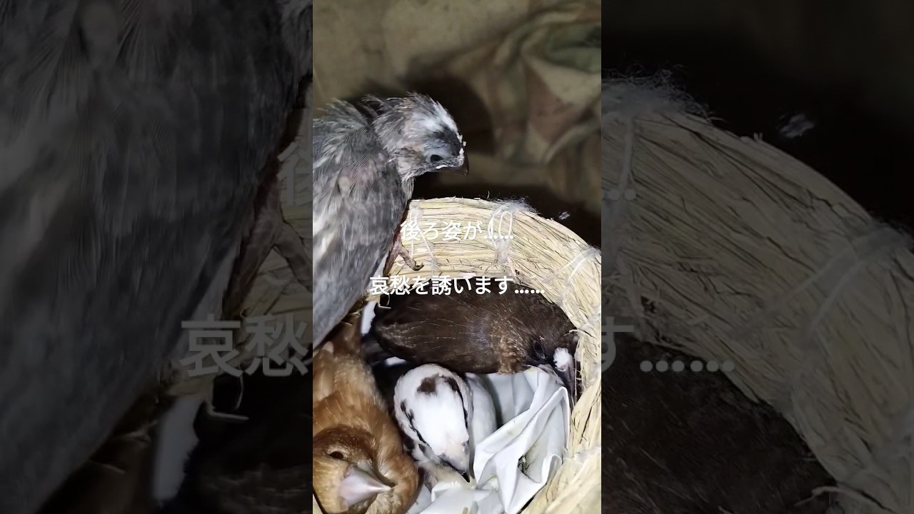 雛が何故だかノケモノになってた件