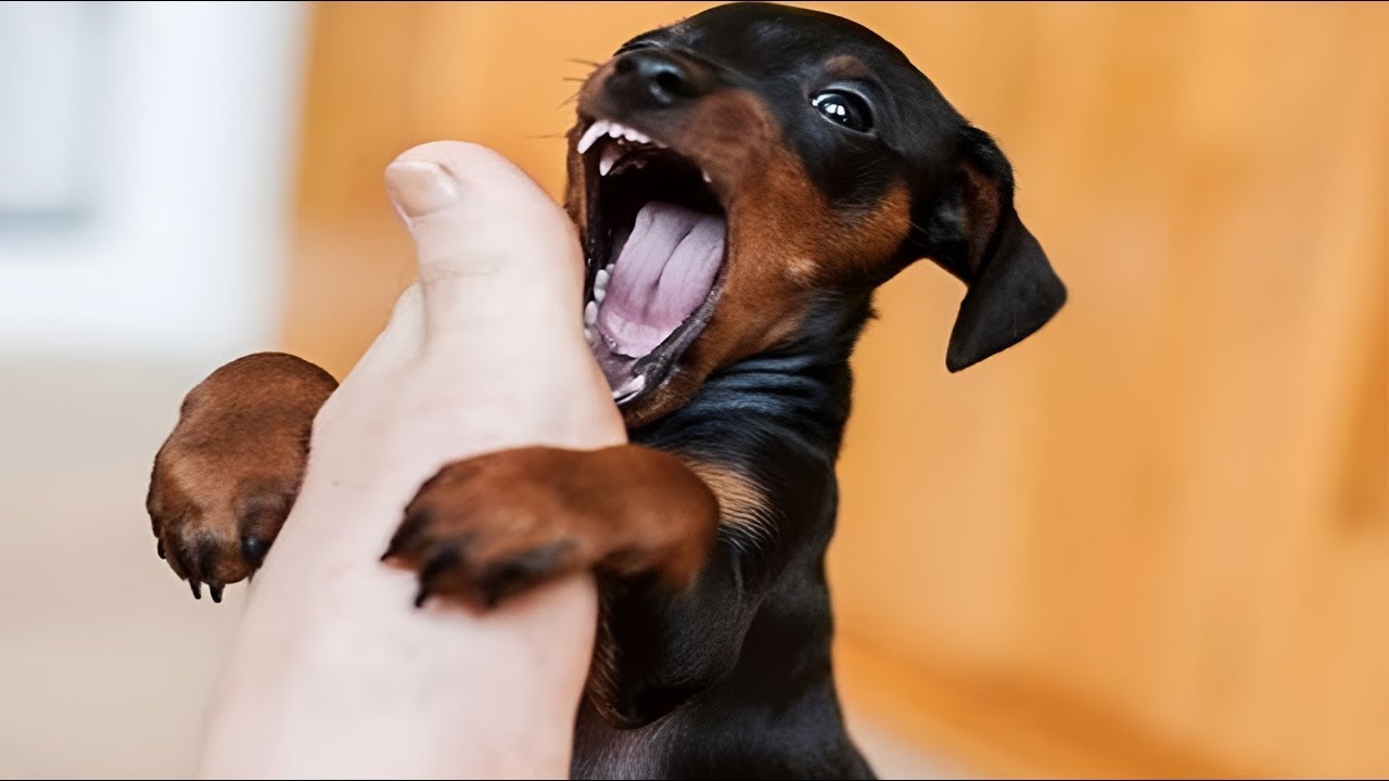 Funny Dogs To Make Your Day Better 2024