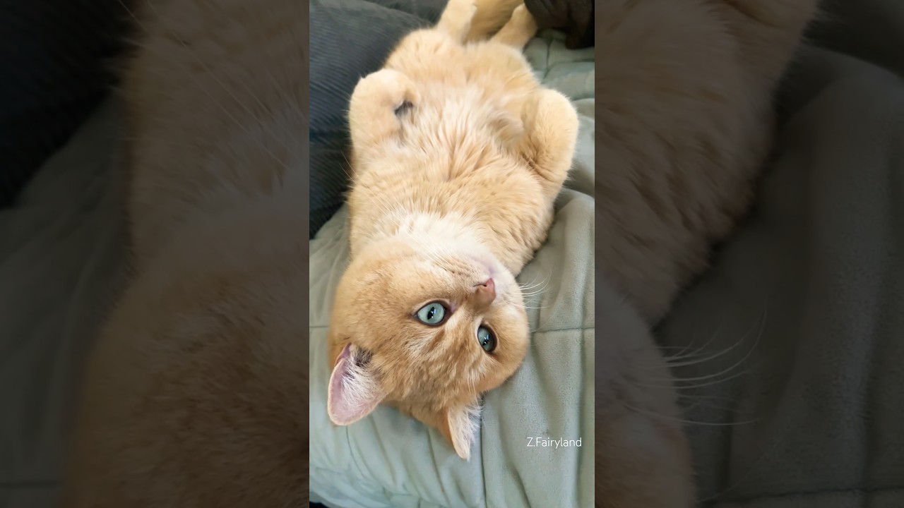 You always make my day!! so cute!!#cat #short