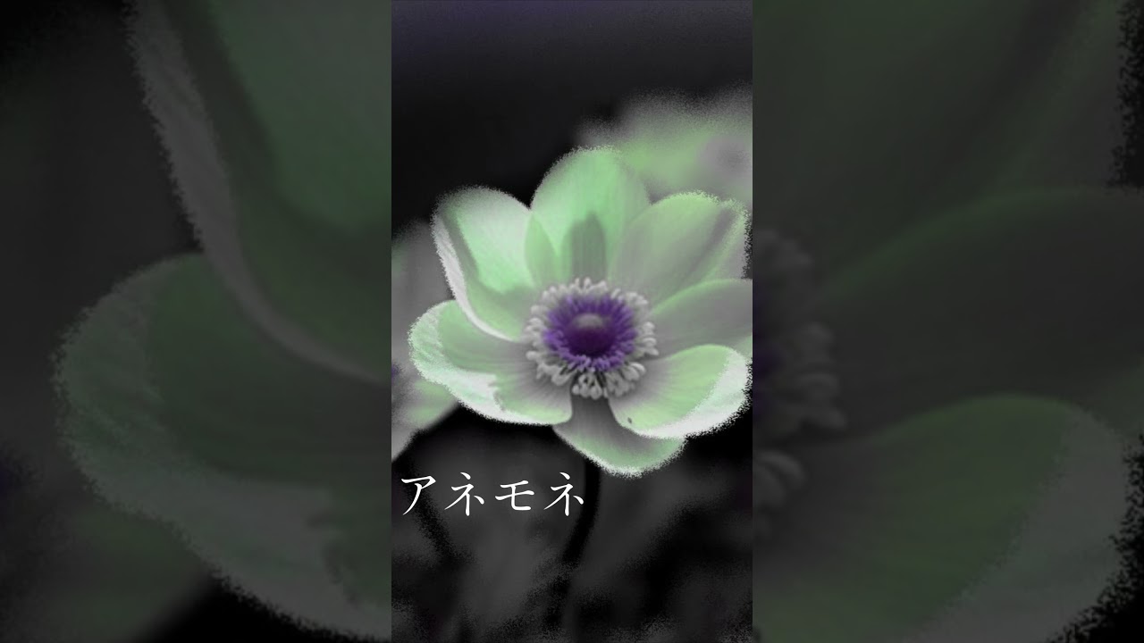 アネモネ/ノケモノshort Ver. 【オリジナル曲】【ボカロ】