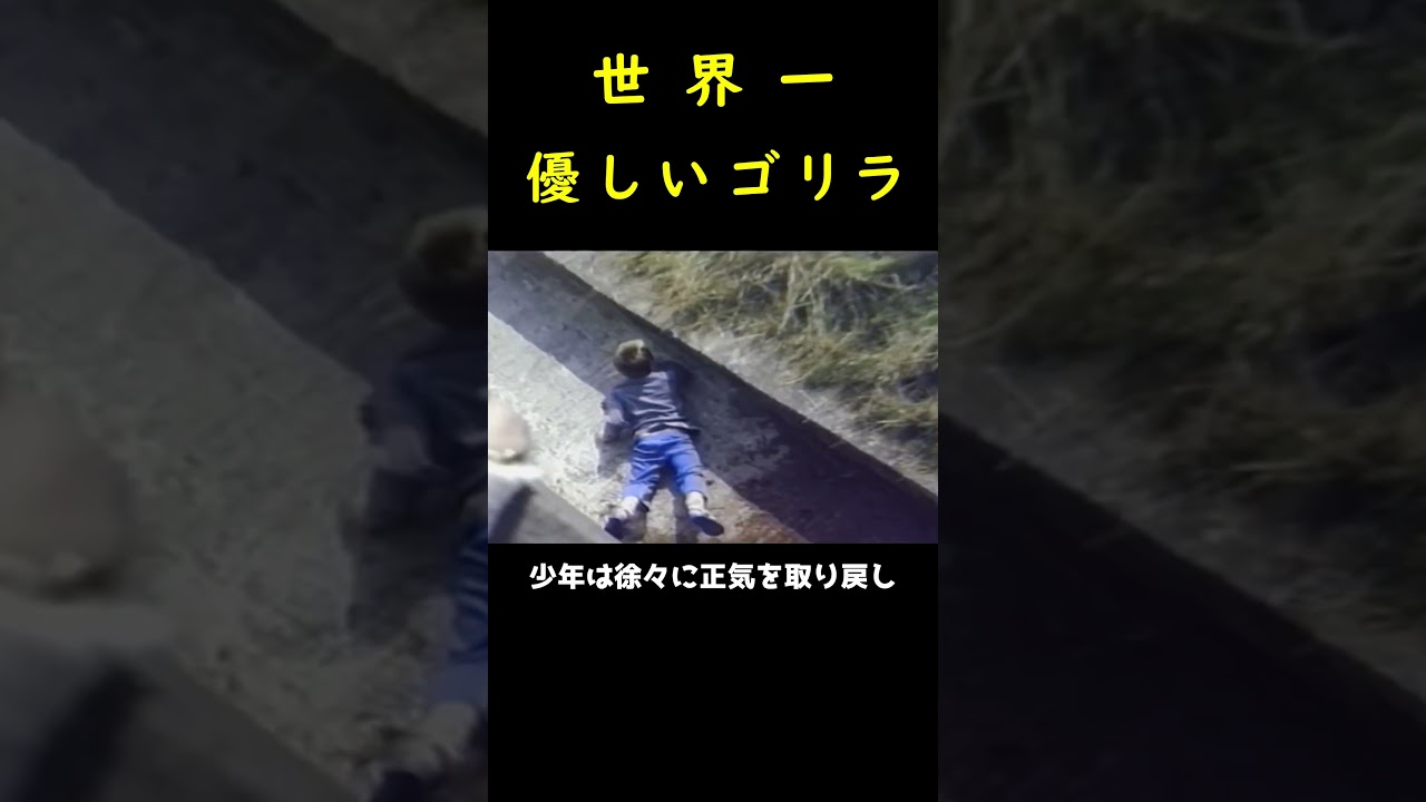 世界一やさしいボスゴリラ🦍！