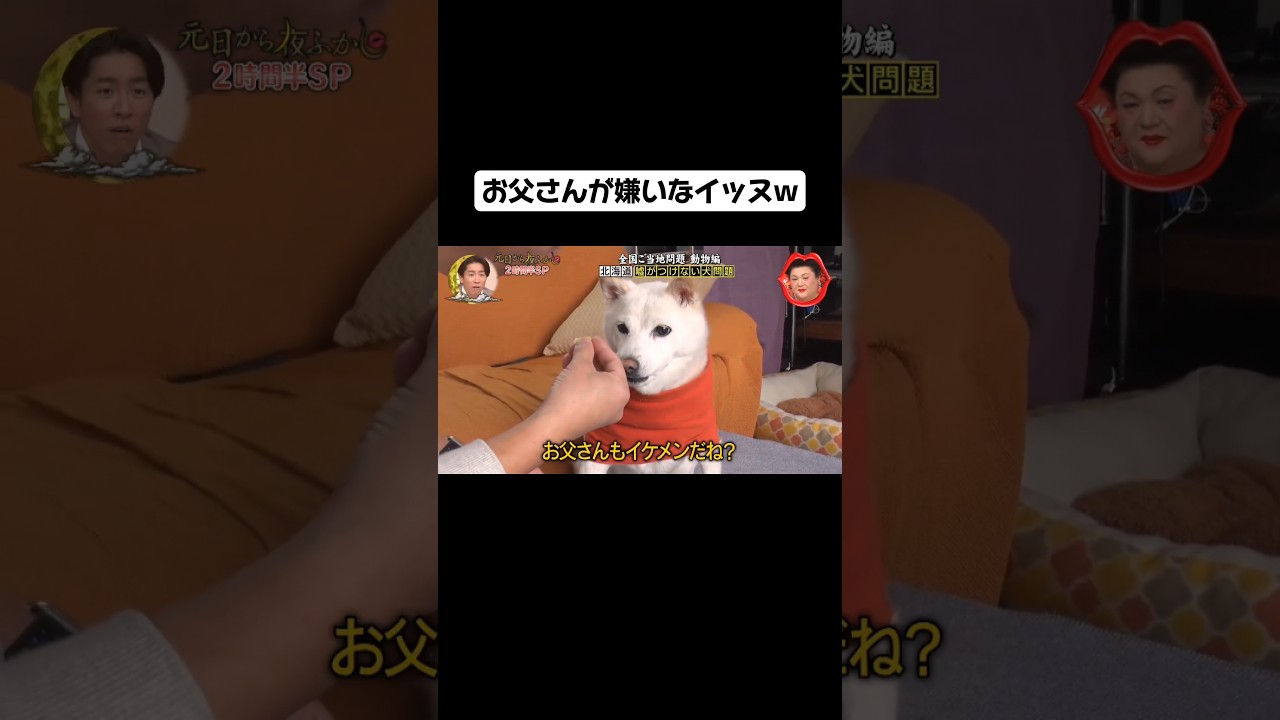 お父さんが嫌いなイッヌw#youtubeshorts #tiktok #伸びろ #shorts #ネタ #犬 #おもしろ