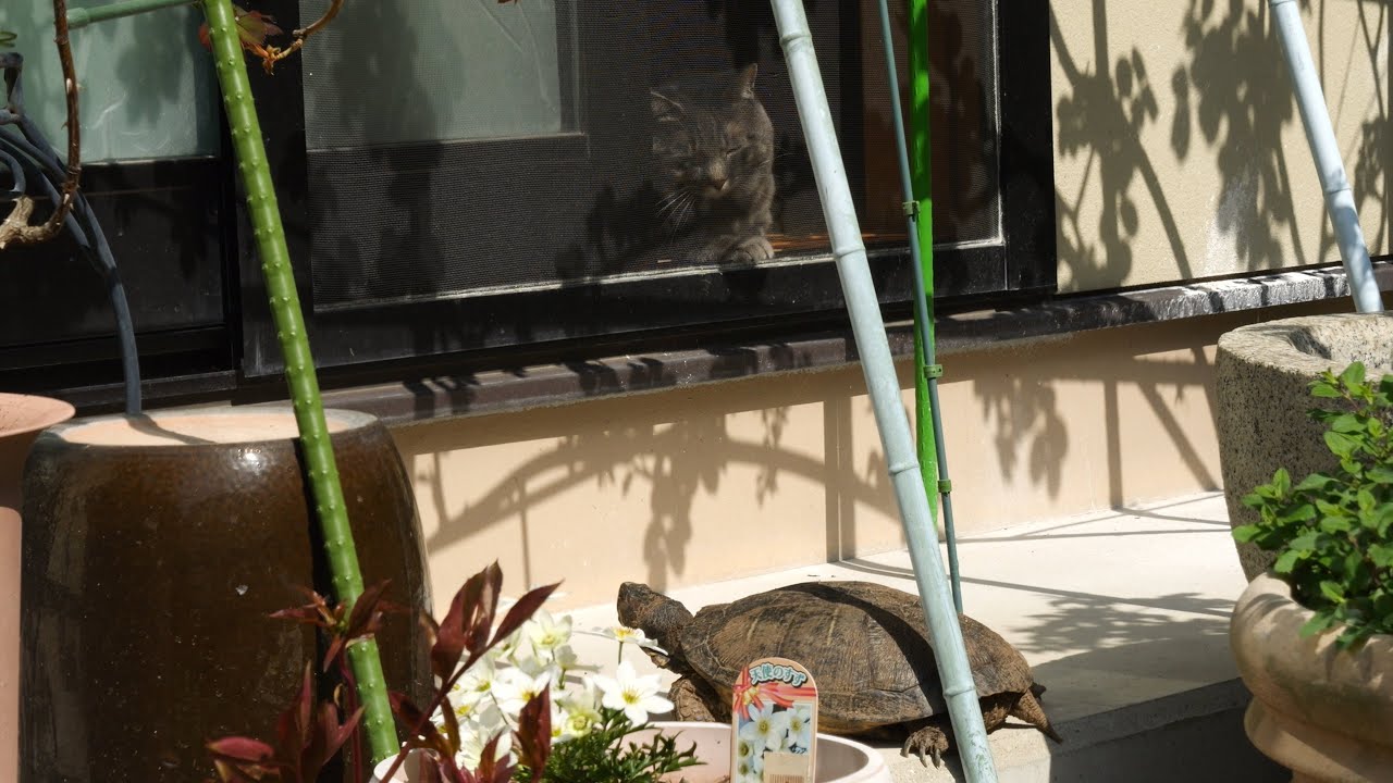 甘えん坊猫と冬眠から覚めた亀が再会した春の一日