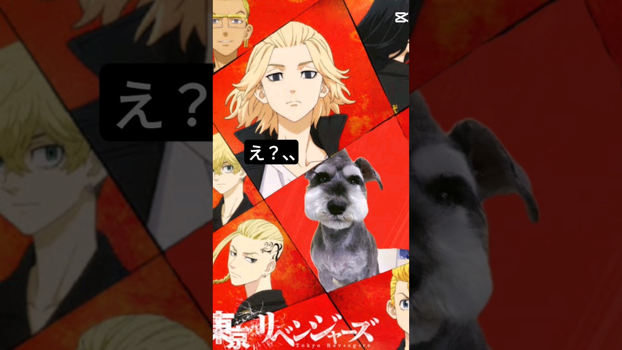 【東京リベンジャーズになったシュナウザー】#youtubeshorts #東リベ#漫画 #アニメ #miniatureschnauzer #ひよってるやついる