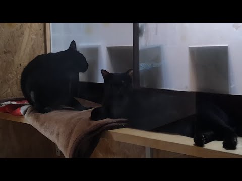 ロコモコトライアル出発前日ライブ❣