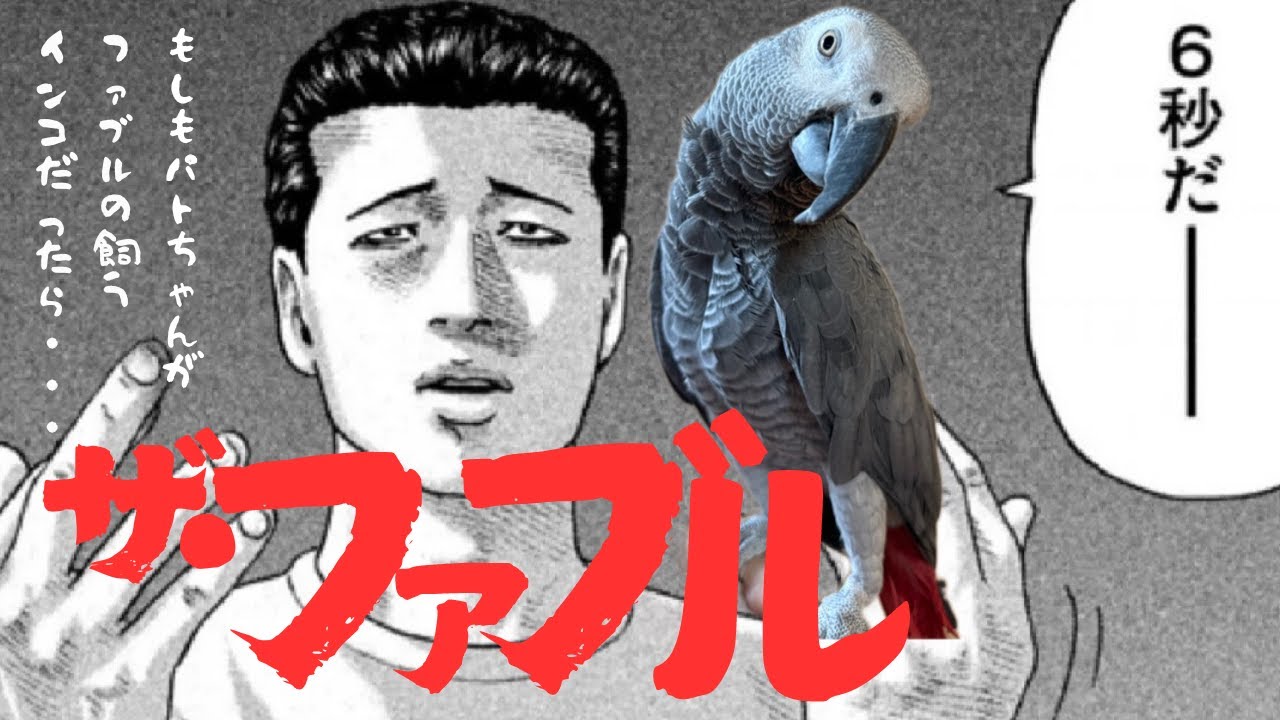 【ザ・ファブル】ファブルなパトちゃん！#ザファブル #アニメファブル #ヨウム