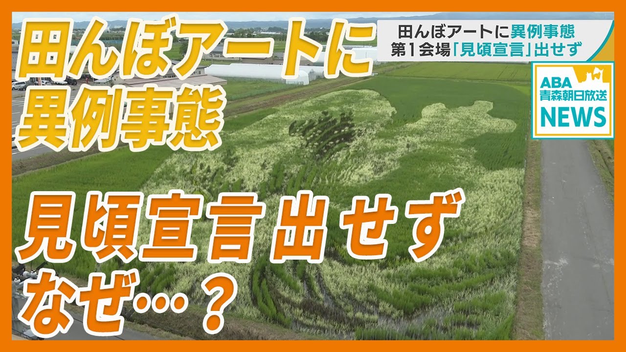青森・田舎館村「田んぼアート」に異例事態！　第1会場「見頃宣言」できない　何が起きたのか…？