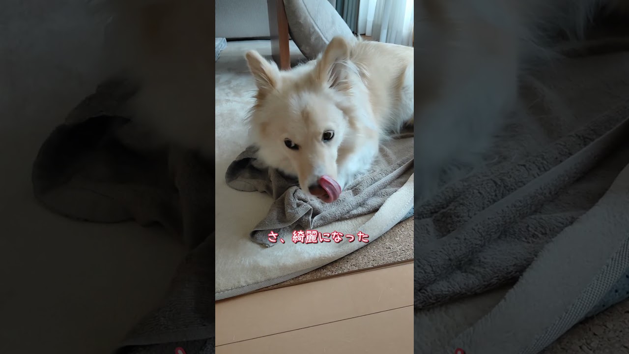 【保護犬】言ってみたかったイエスマイロード#shorts#黒執事