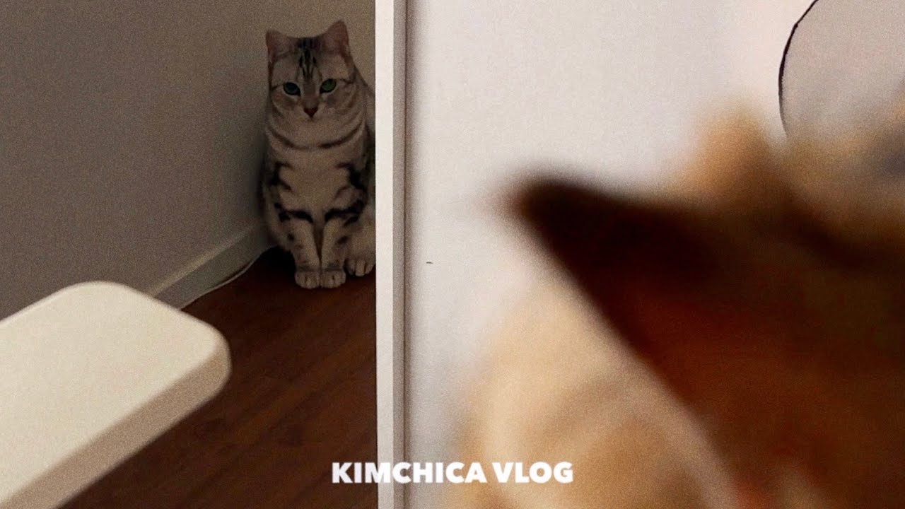 VLOG 고양이 브이로그 / 왜 심술이 잔뜩 나셨나요?😡 (쇼파 청소💧, 연어 오차즈케🍵) 여름 캠프🚐