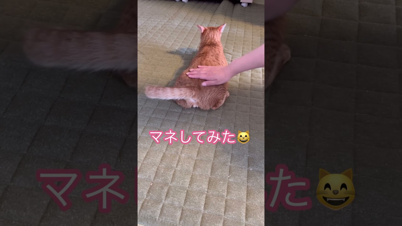 ラーメン赤猫をマネしてみた　#cat #japanesecat #保護猫 #ラーメン赤猫　#癒し #かわいい #ねこのいる暮らし