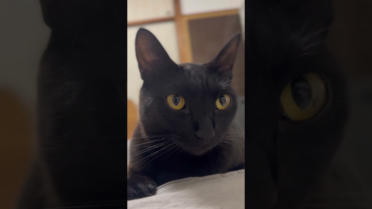 我が家の猫の失敗集#猫館#shorts#funny#cat