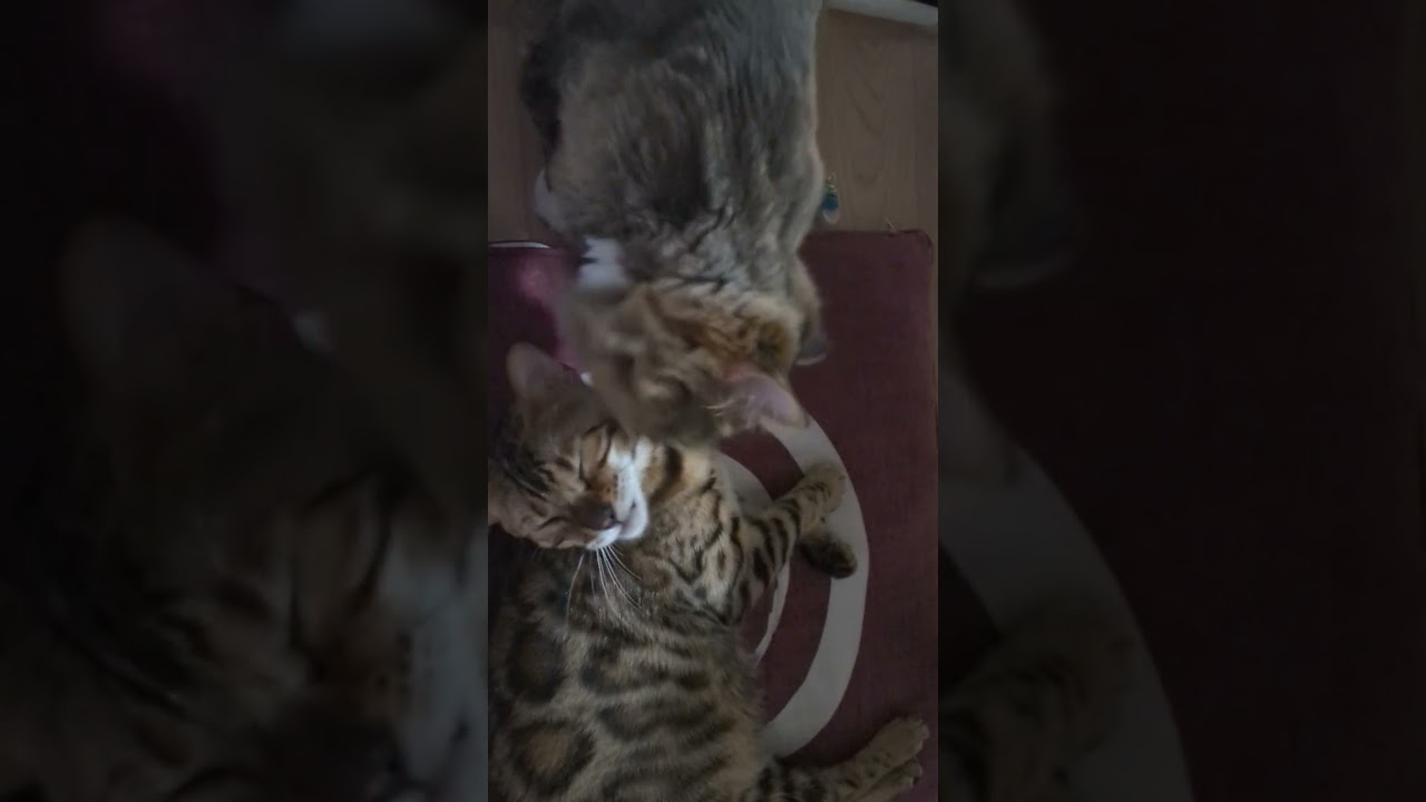 🔰猫 #赤猫💫#寝る前 #アログルーミング #ラーメン赤猫 #金0 #anime #cute #ちぃちゃん #bengal #lena #lio #world _cat's_day #shorts 💫