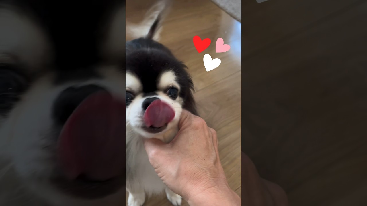 大歓迎ぶりがすごいチワワ #shorts #チワワ #ロングコートチワワ #犬 #愛犬 #可愛い #癒し #犬のいる生活 #多頭飼い #ただいま #おかえり #大歓迎 #ありがとう