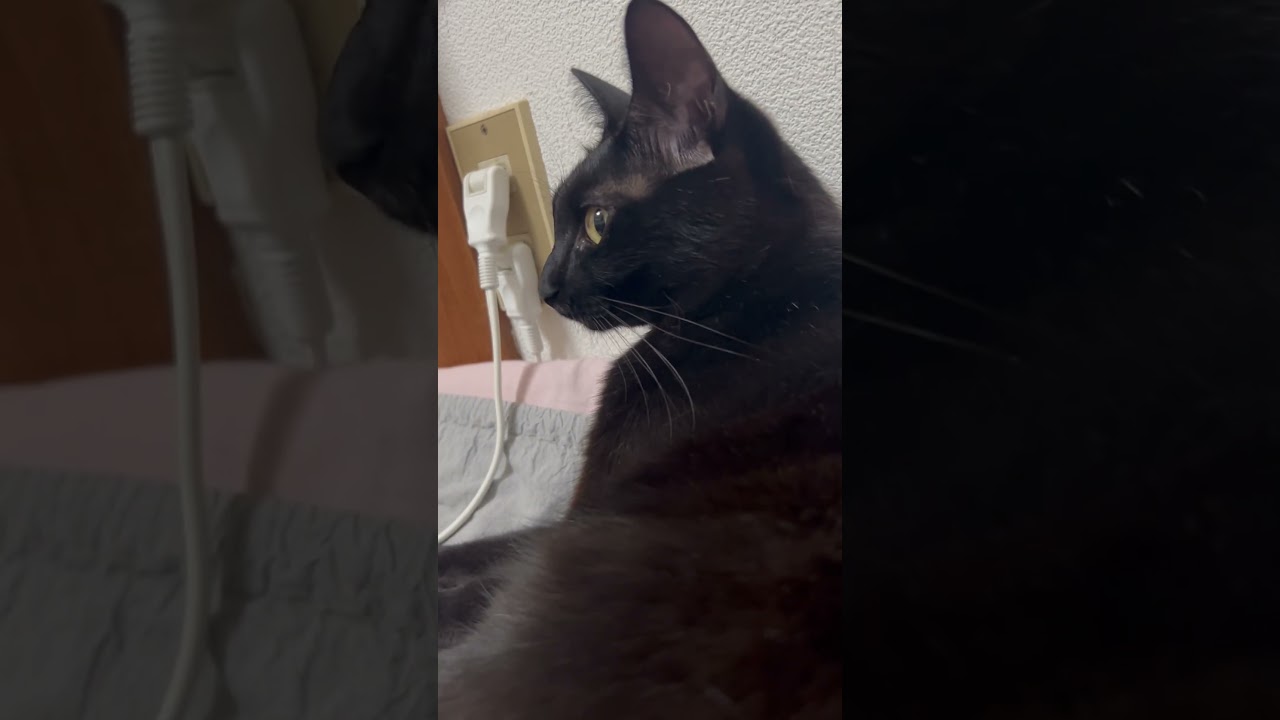 睨む子猫#猫館#cute#funny#cat