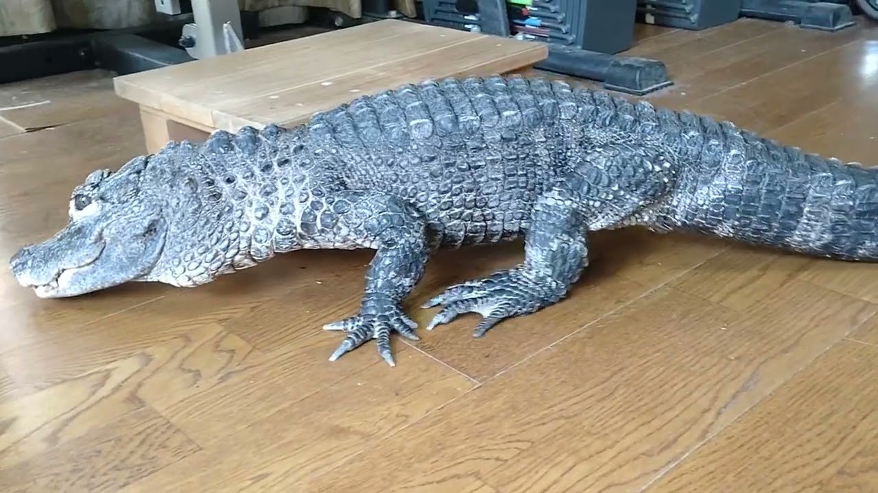 好物の鮎だけ食べて逃走をはかるレックス🐊