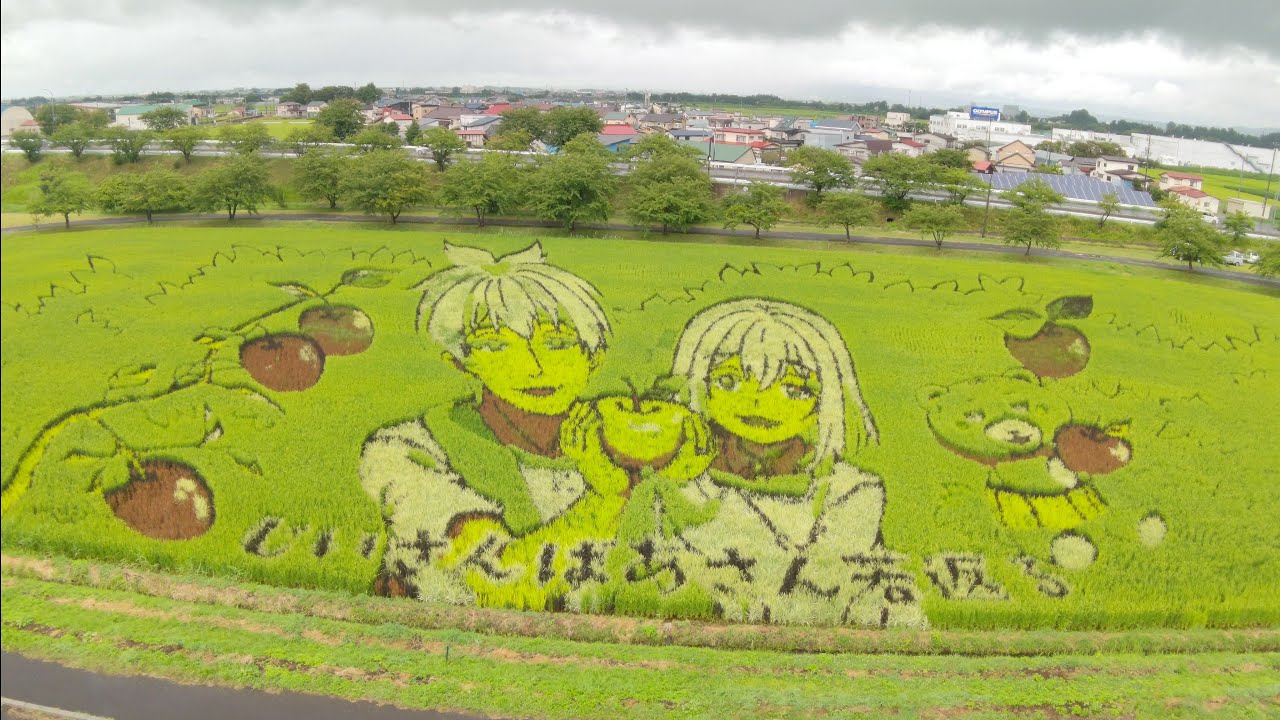 田舎舘村の田んぼアート 第2会場「じいさんばあさん若返る」 2024.08.14