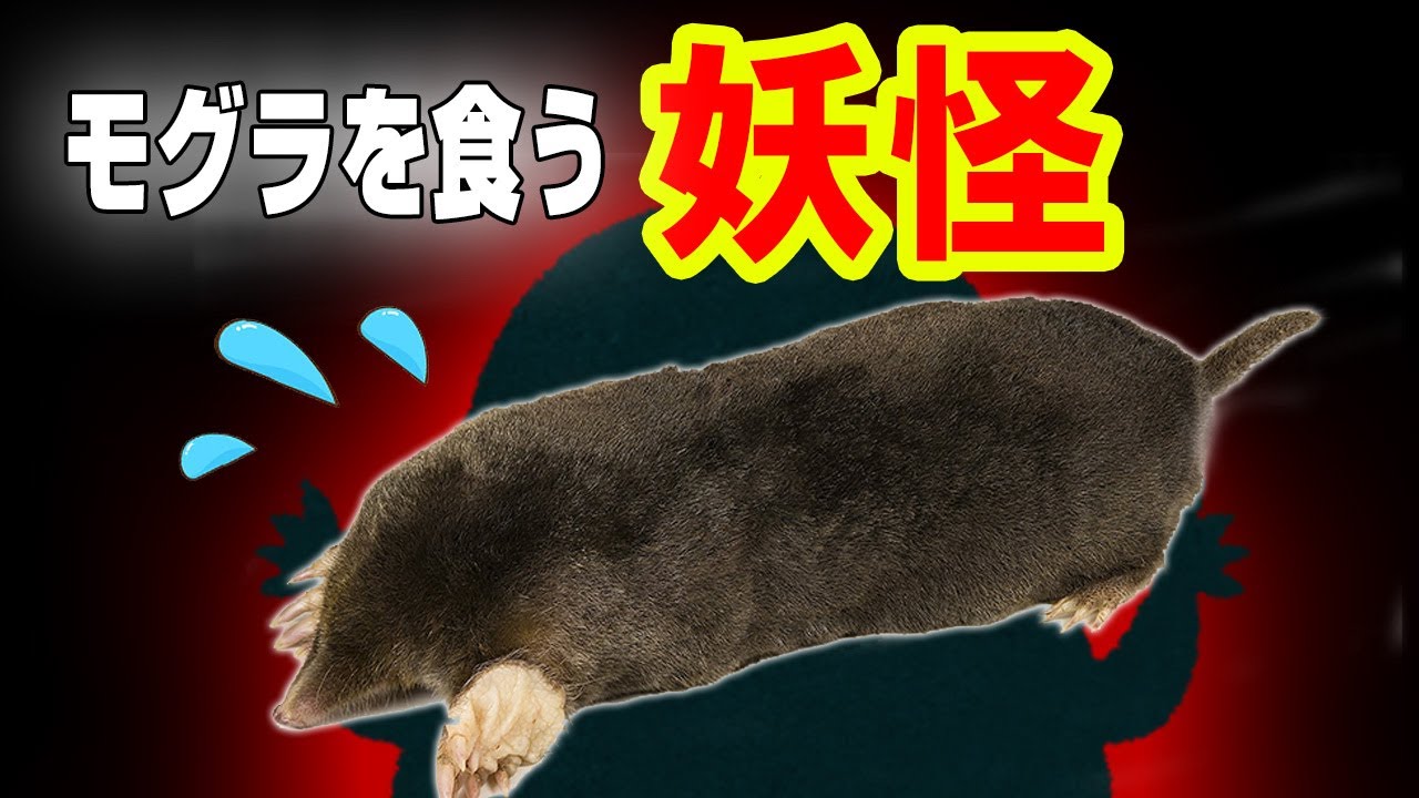 ATLAS：妖怪「わいら」がモグラを食う話