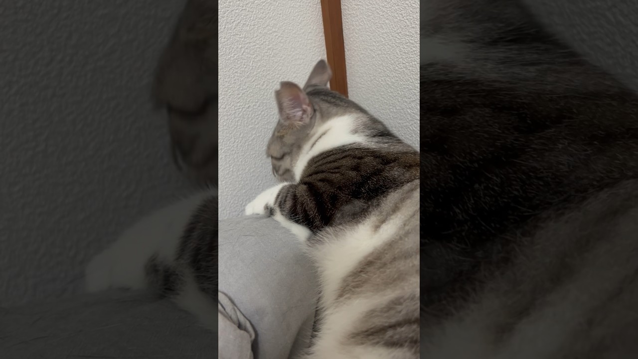 隅の方で隠し喰いする猫#猫館#shorts#cute#funnycat