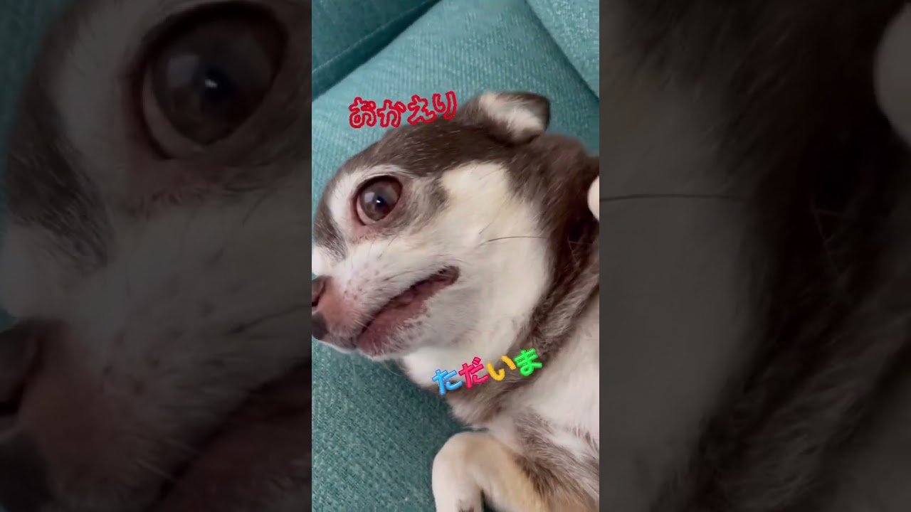 #可愛い #pet #あんこ#ありがとう#cute #いぬ #おすすめ #おかえり#ただいま#お出迎え#