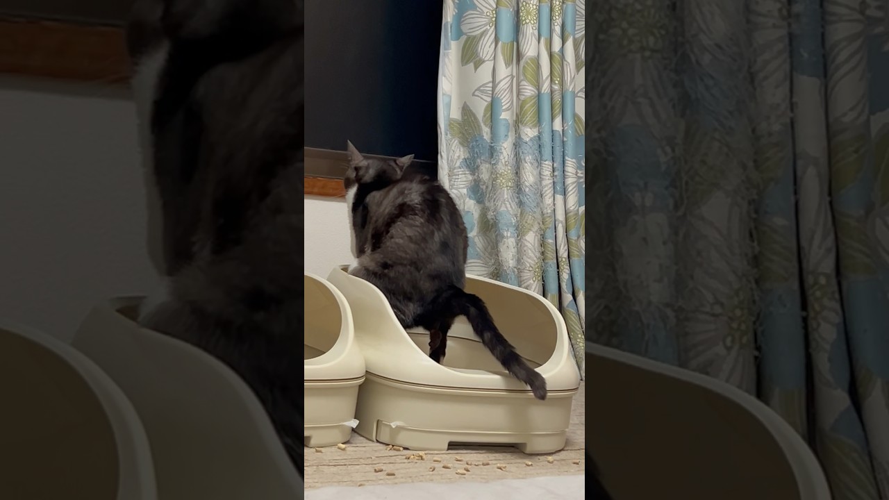 cat poop smells#猫館#junya#cute#funnycat