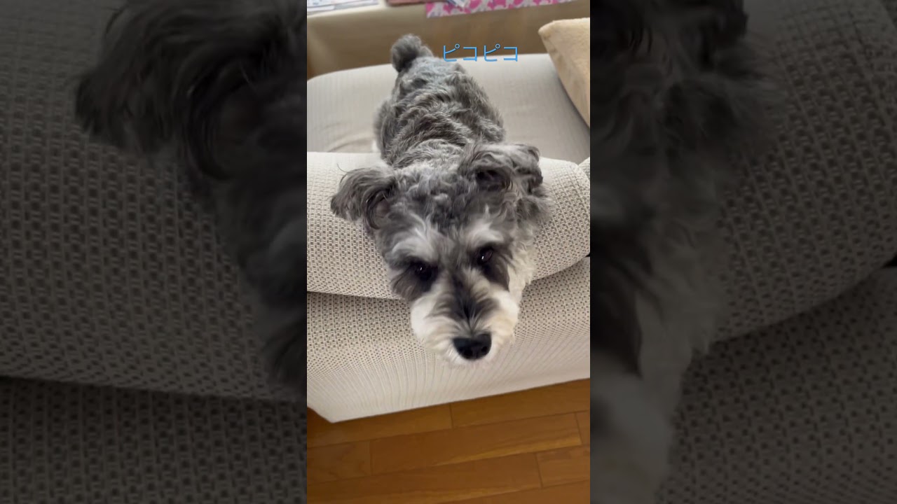おかえりの挨拶　#ミニチュアシュナウザー #癒し #dog #シュナウザー #可愛い #ほのぼの #miniatureschnauzer #まったり #おかえり #ただいま #挨拶