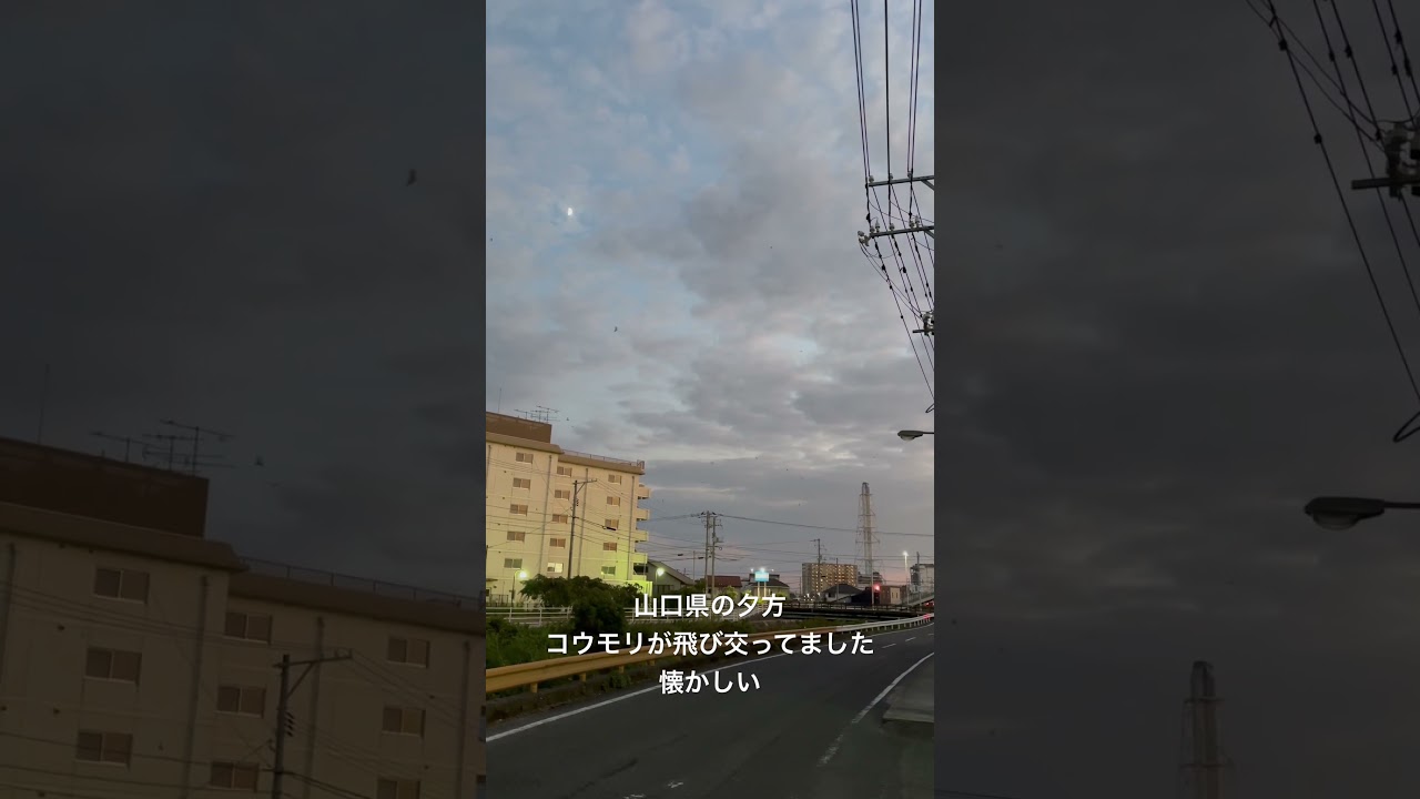 今日の【おかえり】ただいまクッキーさん#トイプードル#かわいい#おすすめ #山口県 #夕方コウモリが飛び交う