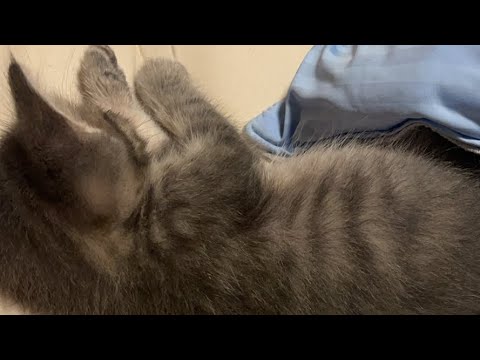 可愛い可愛い子猫ライブ