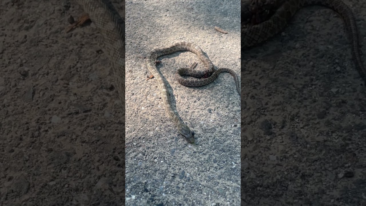 道端で蛇🐍に出くわした！【hiiro】