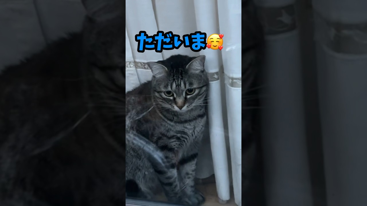 【嬉しすぎるお出迎え猫】わぁ！パパママに窓からおかえり❣️そして玄関へ💓 #猫 #cat #保護猫