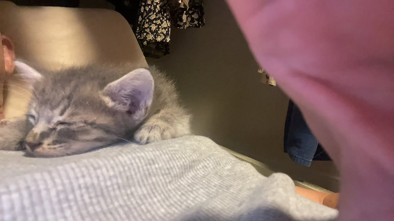 この可愛いさ今だけ限定　可愛い可愛い子猫ライブ配信