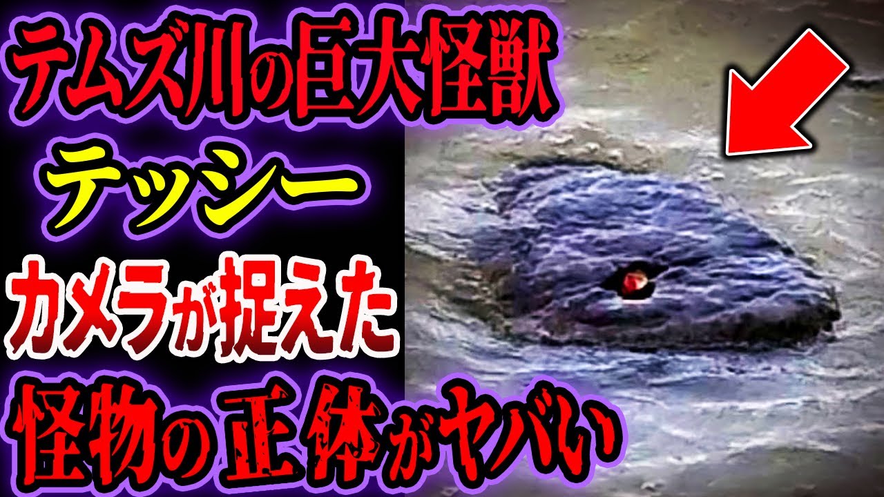テムズ川に潜む巨大怪獣「テッシー」…カメラが捉えた謎の巨大蛇…ヤバい正体が判明【ゆっくり解説】【UMA・未確認生物】