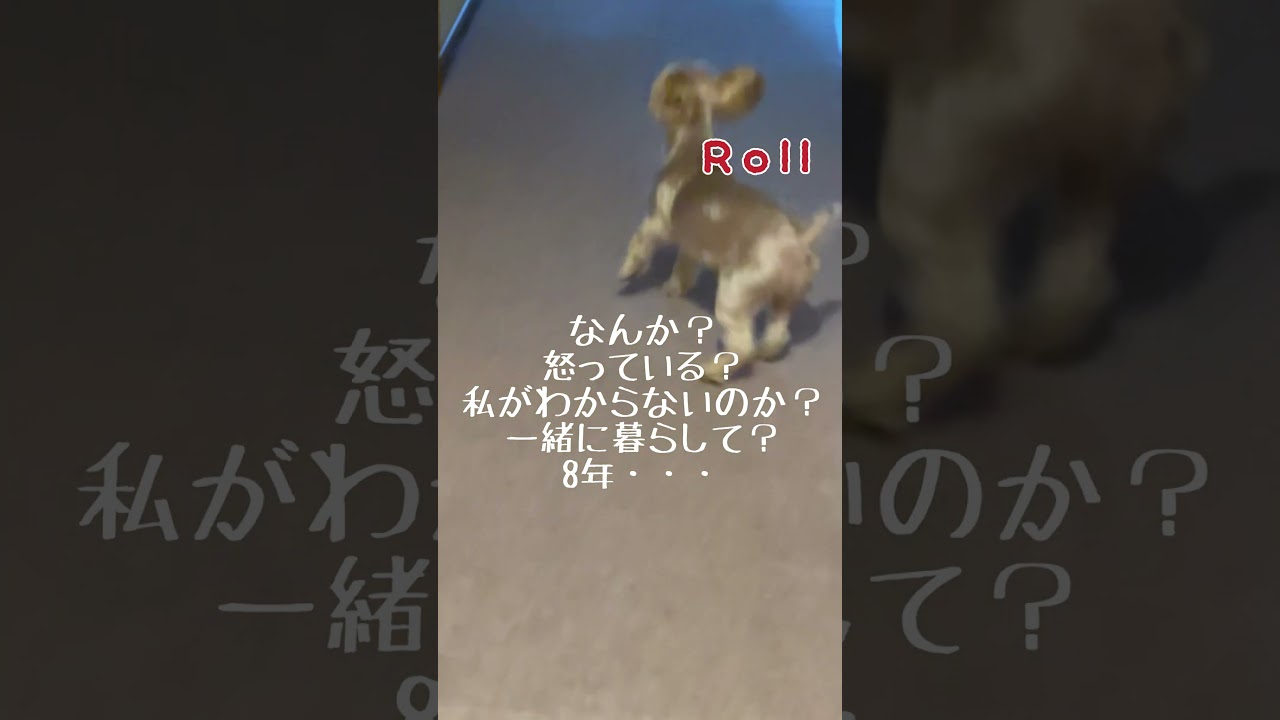 泥棒あらわる⁉なぞなぞです⁉ #dog #わんこのいる暮らし