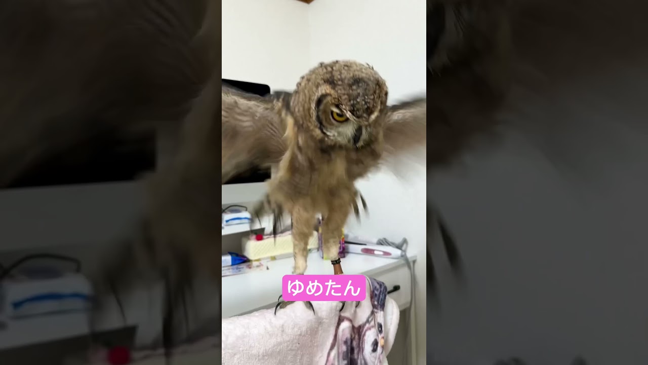 ただいま🦉I’m home🦉#owl #babyowl #spottedeagleowl #猫头鹰　#올빼미 #búho #hibou #сова #フクロウ #family #familia