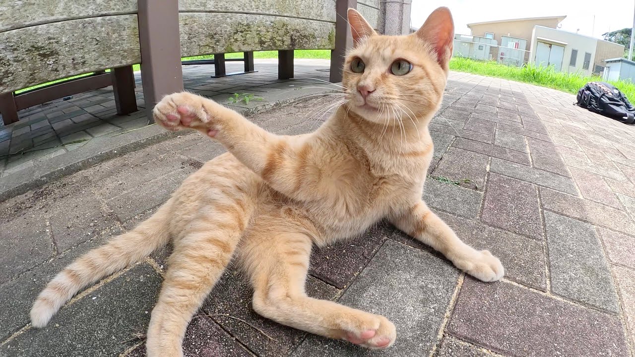 人間の手に食らいついて離そうとしない凶暴な茶トラ猫