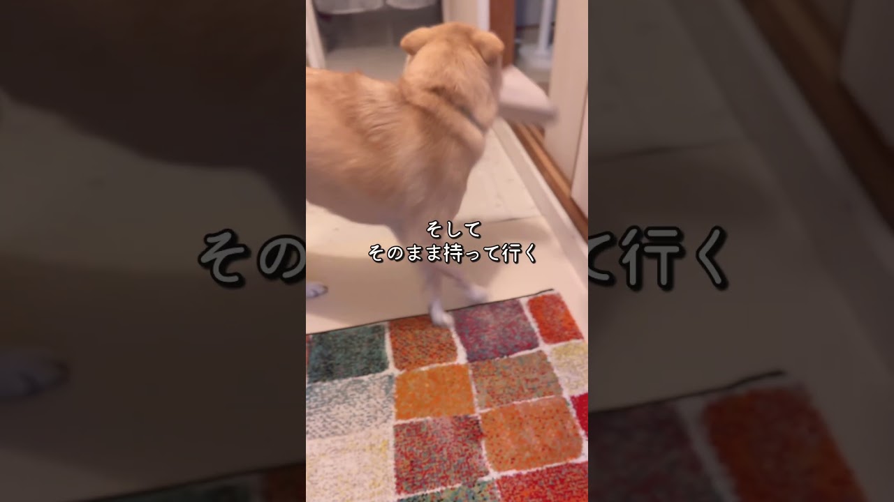 帰宅を待っている犬#ただいまがうれしい#スリッパは渡さない#保護犬と暮らす