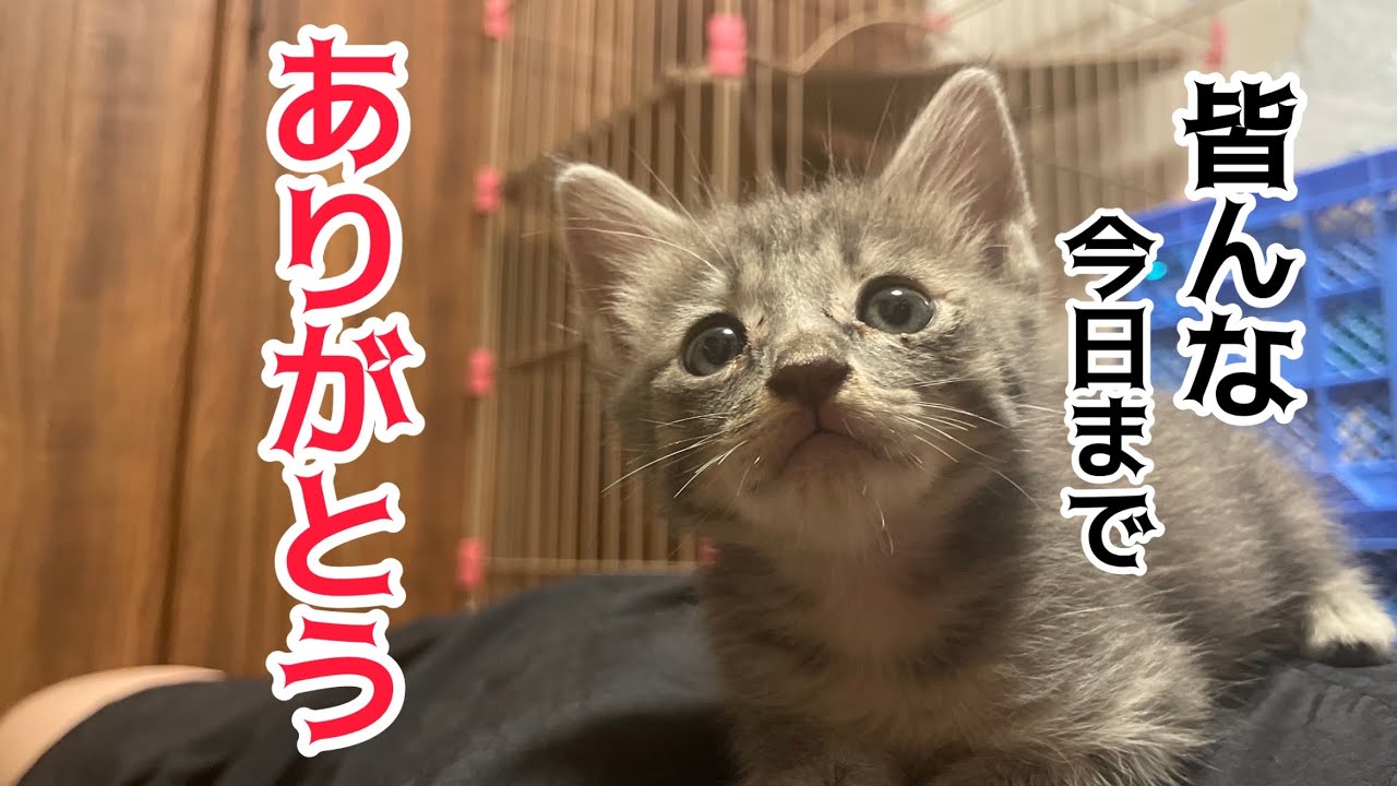 ありがとうございました。先日保護した子猫について報告があります。