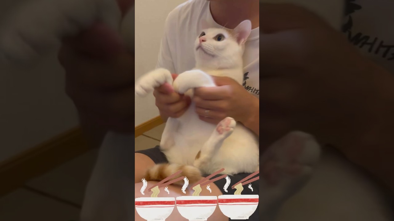 ラーメン赤猫見てます　#猫#cat #ラーメン赤猫#猫ダンス