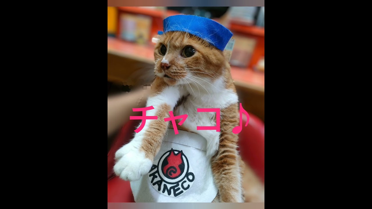 ラーメン屋の猫達 #cat #ラーメン赤猫