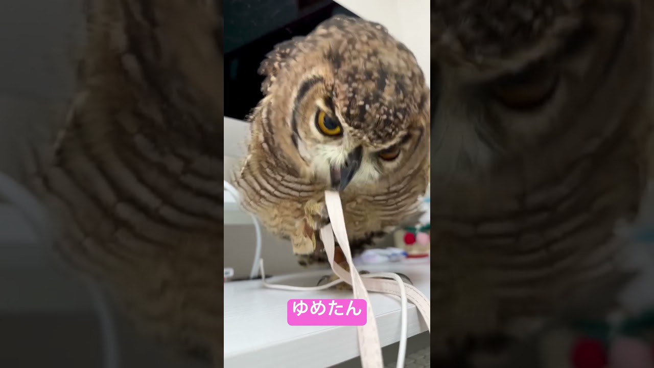ただいま🦉I’m home🦉#owl #babyowl #spottedeagleowl #family #familia #猫头鹰 #올빼미 #búho #hibou #сова #フクロウ