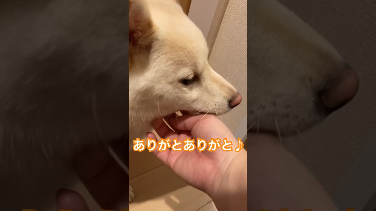 桃ちゃんのお出迎え #柴犬 #shiba #shorts