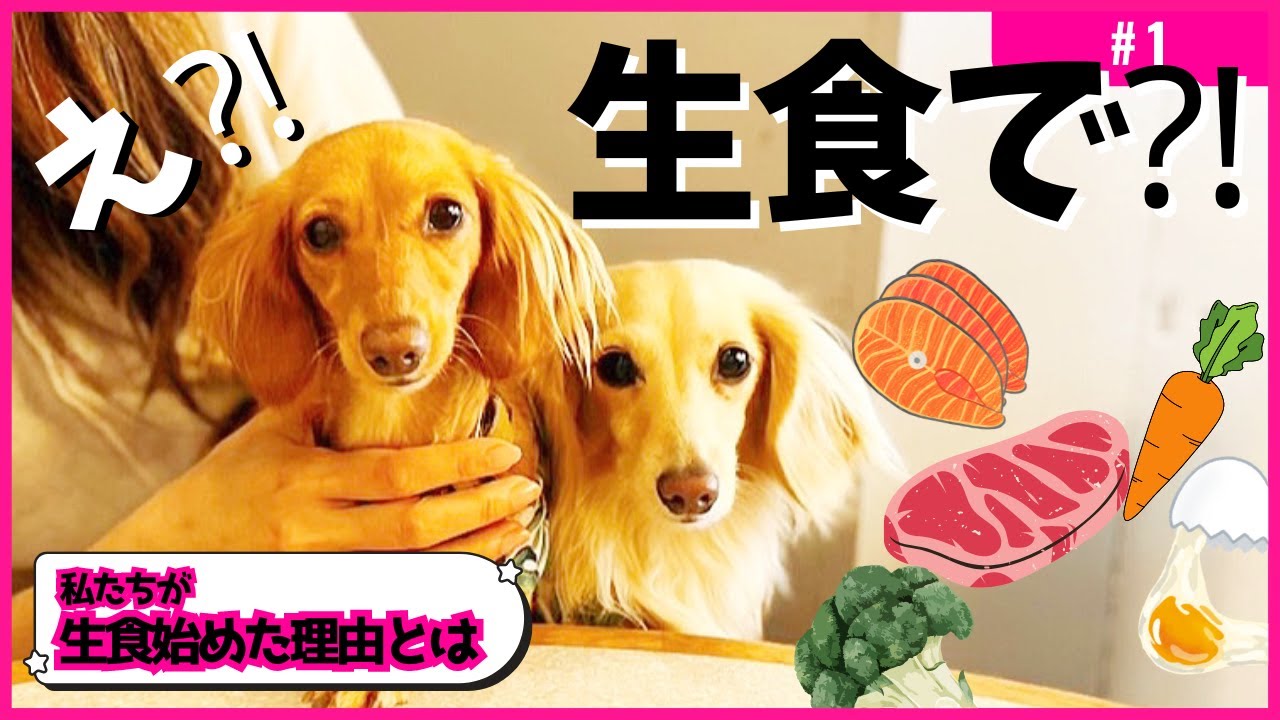 なぜ生食が愛犬に良いのか？知らなかった驚きの事実