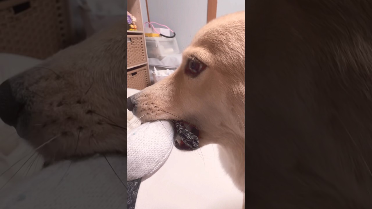 #ただいまとおかえり#みんなおかえり#保護犬と暮らす